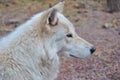 Artic Wolf Royalty Free Stock Photo