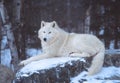 An Artic Wolf resting in the snow