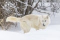 Artic Wolf In The Snow Royalty Free Stock Photo