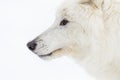 Artic Wolf In The Snow Royalty Free Stock Photo