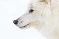 Artic Wolf In The Snow Royalty Free Stock Photo