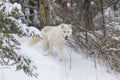 Artic Wolf In The Snow Royalty Free Stock Photo