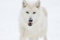 Artic Wolf In The Snow Royalty Free Stock Photo