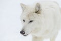 Artic Wolf In The Snow Royalty Free Stock Photo