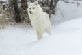 Artic Wolf In The Snow Royalty Free Stock Photo