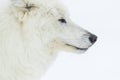 Artic Wolf In The Snow Royalty Free Stock Photo