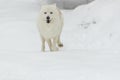 Artic Wolf In The Snow Royalty Free Stock Photo