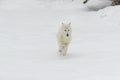 Artic Wolf In The Snow