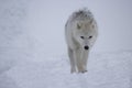 Artic wolf in the snow-Stock Photos Royalty Free Stock Photo