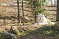 Artic Wolf at Zoo Royalty Free Stock Photo