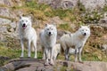 Artic Wolfs in Parc Omega Canada Royalty Free Stock Photo