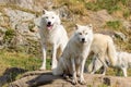 Artic Wolfs in Parc Omega Canada Royalty Free Stock Photo