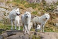 Artic Wolfs in Parc Omega Canada Royalty Free Stock Photo