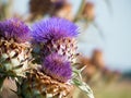artichocke flower Royalty Free Stock Photo