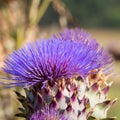 artichocke flowers Royalty Free Stock Photo