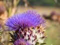 artichocke flowers Royalty Free Stock Photo