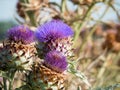 artichocke flowers Royalty Free Stock Photo