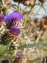 Artichocke flowers Royalty Free Stock Photo