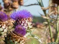 Artichocke flowers Royalty Free Stock Photo
