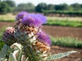 Artichocke flowers Royalty Free Stock Photo