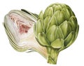 Artichoke