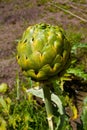 Artichoke Royalty Free Stock Photo