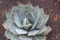 Artichoke Agave plant Royalty Free Stock Photo