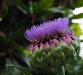 Artichoke In Bloom