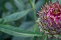 artichoke in bloom growing in garden