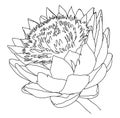 Artichoke blossom. Black-white graphic drawing vegetable.