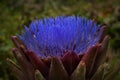 Artichoke Blossom blue violet flower