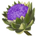 Artichoke blossom. Green and blue vegetable.