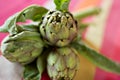 Artichoke bundle