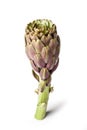 Artichoke - Green Artichoke `Carciofo` On White Background Royalty Free Stock Photo