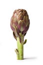 Artichoke - Green Artichoke `Carciofo` On White Background Royalty Free Stock Photo