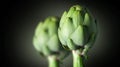 Artichoke close up. Fresh raw organic green Artichokes closeup. Isolated on black Royalty Free Stock Photo