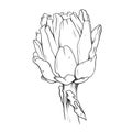 Artichoke, Coloring book, Graphic flowers, Illustration, Raster illustration, Isolated on white