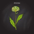 Artichoke culinary plant