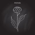 Artichoke culinary plant