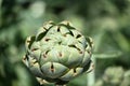 Artichoke Cynara cardunculus 6