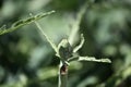 Artichoke Cynara cardunculus 7