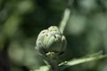 Artichoke Cynara cardunculus 8