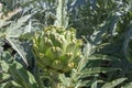 Artichoke or Cynara cardunculus var. scolymus plant with green bud Royalty Free Stock Photo
