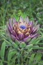 Artichoke plant during the flowering phase and open petals