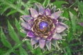 Artichoke plant with flower in bloom during the flowering phase and open petals