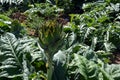 Artichoke field in Israel. Ripening fruits of artichokes.