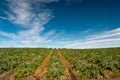 Artichoke Fields