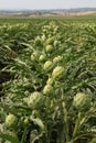 Artichoke fields