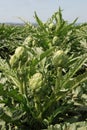 Artichoke fields