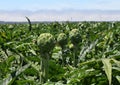 Artichoke Fields